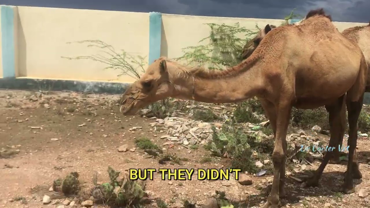 What do Camels eat? | Somaliland #camel #desert #nature