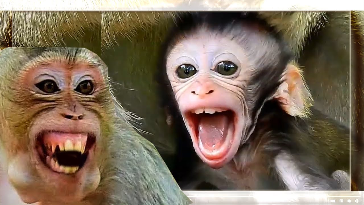 Monkey DEEDEE Compilation