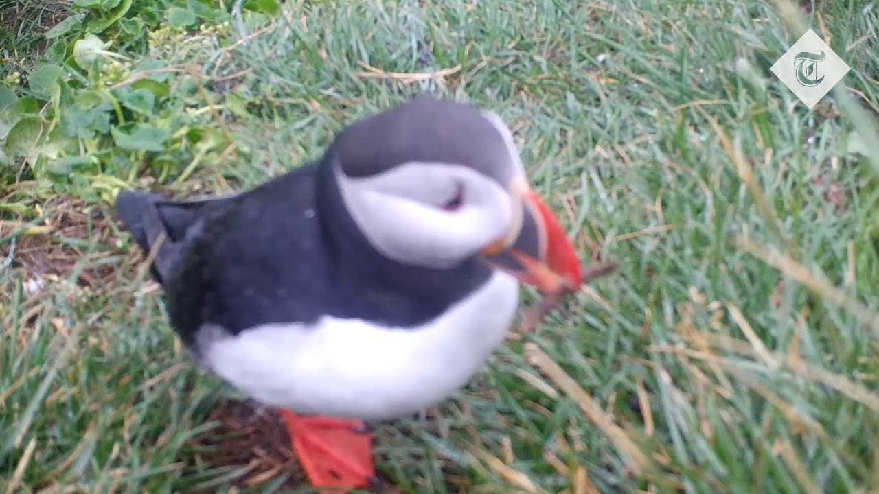 Puffin scratches itself with a stick