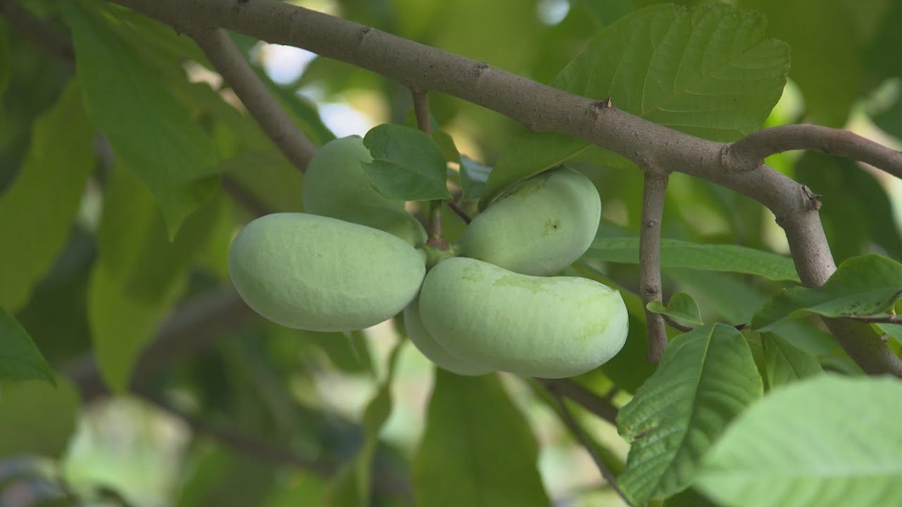 La semaine verte | Le pawpaw , un fruit méconnu