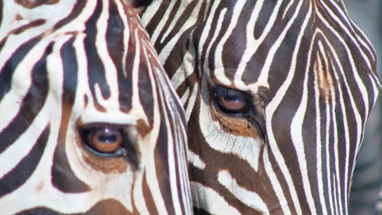 So Many Stripes! Huge Zebra Herd Drinks Up Close