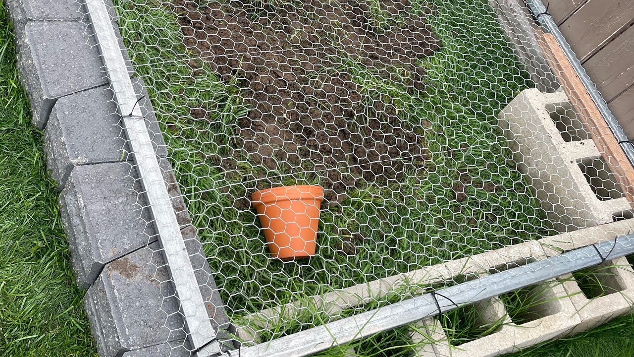 Keeping the best grass with tortoises