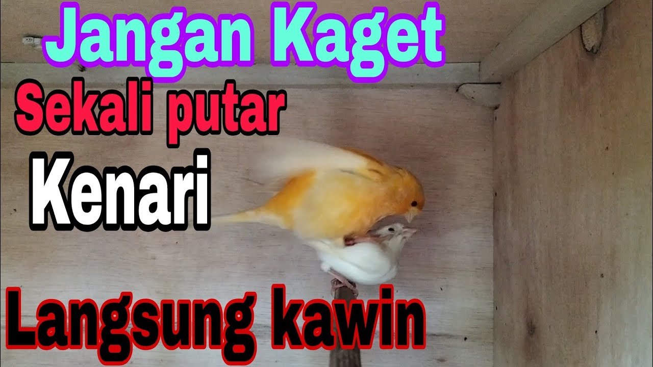 Suara pancingan agar kenari cepat kawin, di jamin langsung kawin