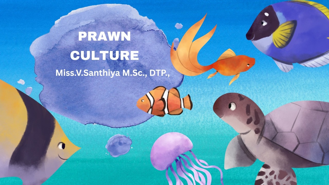 PRAWN CULTURE