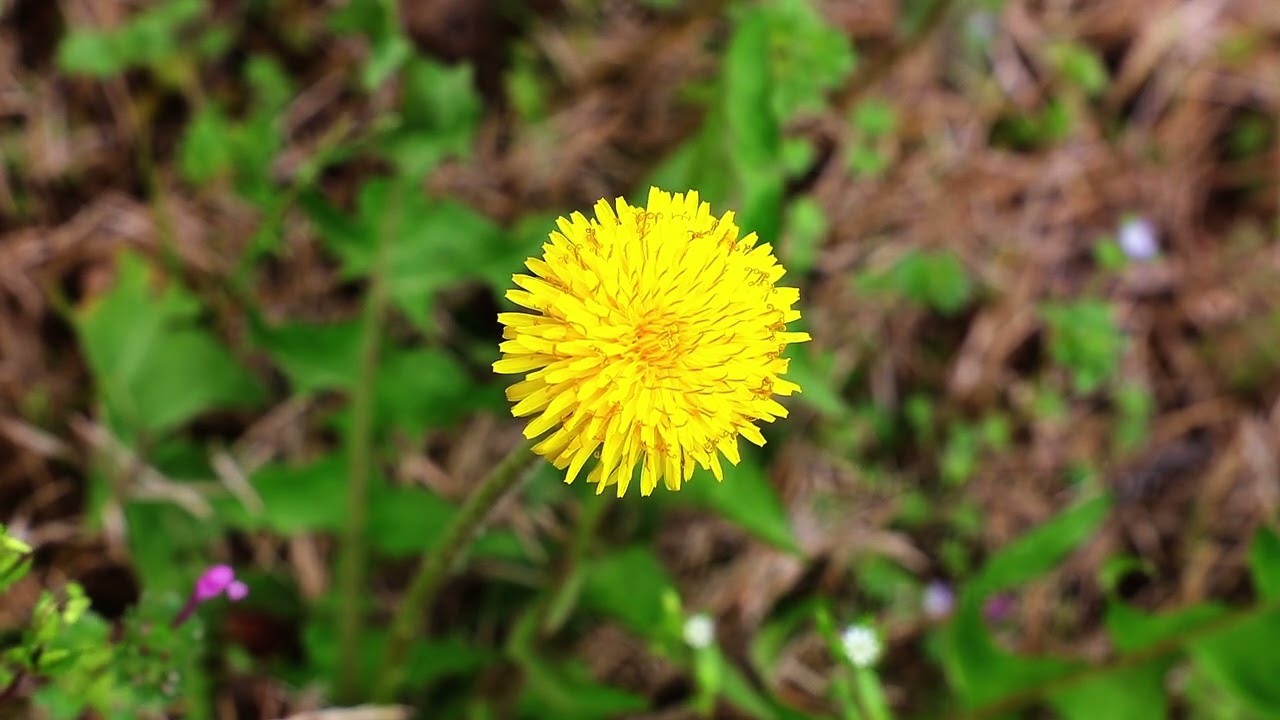 Dandelion: Weed or Flower?
