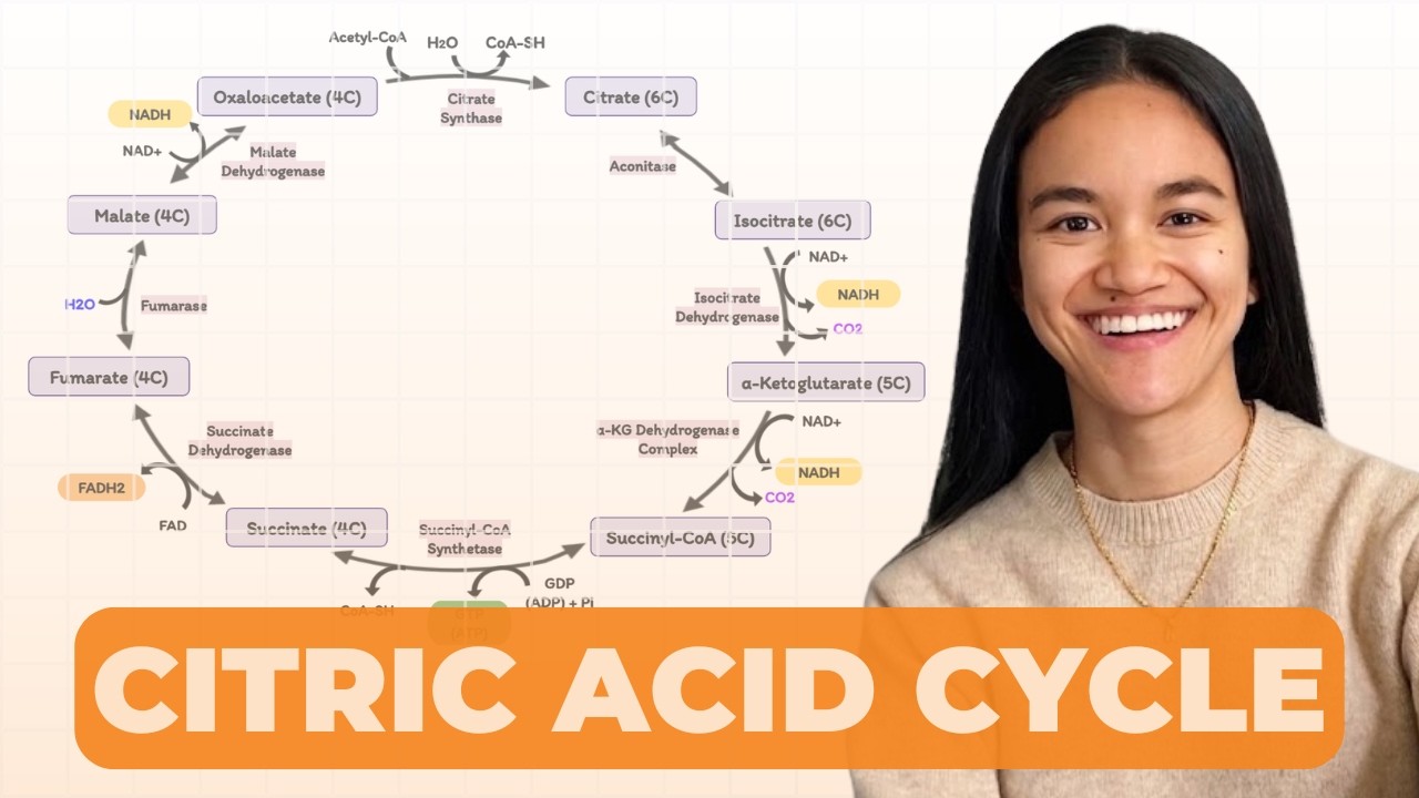 Citric Acid Cycle | Metabolism