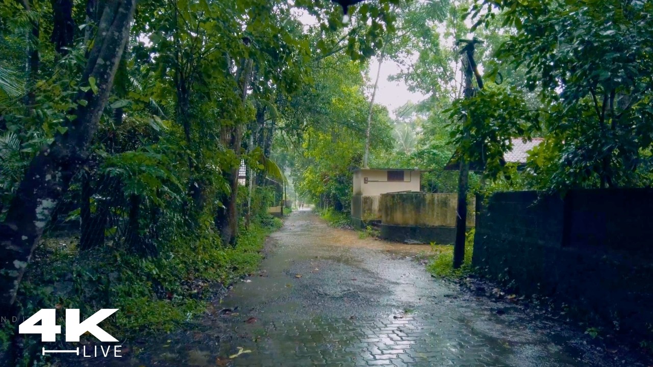 Deep Sleep Rain Walk ASMR: Visual Journey Through a Rainswept Paradise - No Ads - No Ads