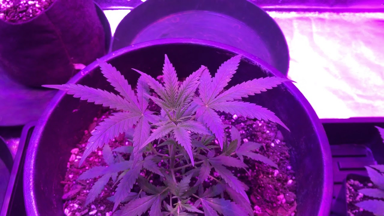 Viparspectra 300w LED Grow Vlogs #5: Fastbuds GSC Autoflower