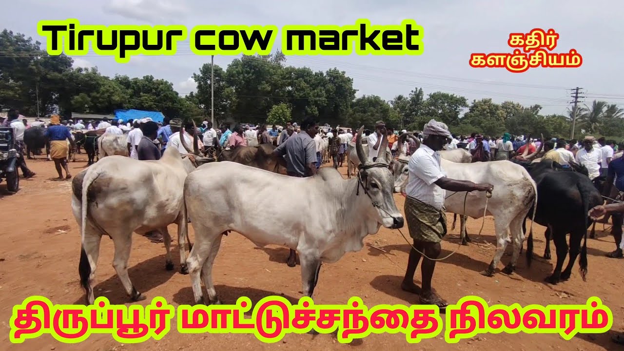 திருப்பூர் மாட்டு சந்தை காங்கேயம் மாடுகள் காளைகள் நிலவரம் #Tirupurcowmarket ‎@கதிர் களஞ்சியம் 