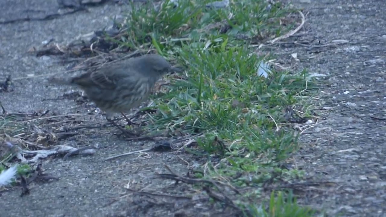 Eurasian Rock Pipit, East Pier, Dun Laoghaire Co Dublin Ireland.