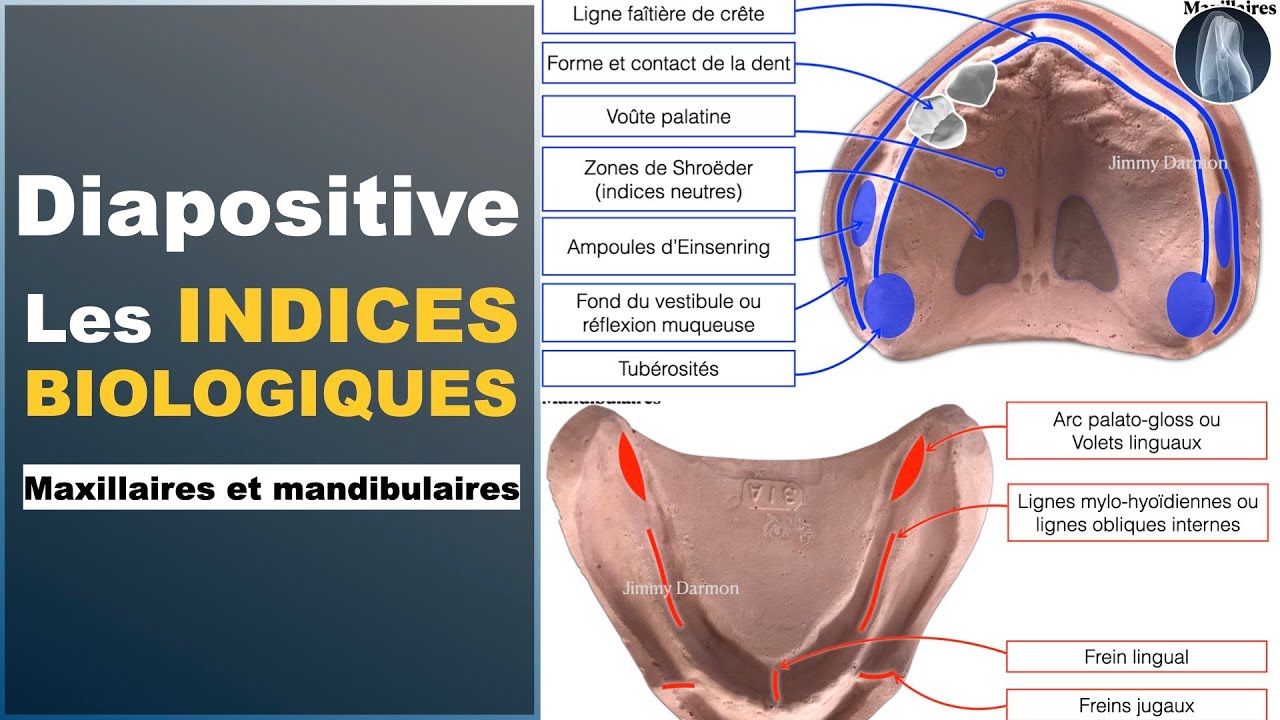 🔍 Indices Biologiques Positifs et Négatifs du Maxillaire et de la Mandibule : Guide Complet 🦷