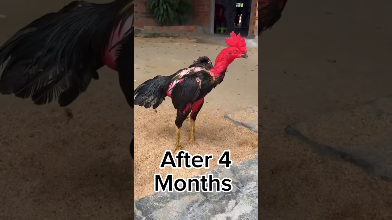 After 4 months #aseelmurga #aseelmurgafarm #chickenbreeds #myfarmupdateaseel #chicken #chickentypes