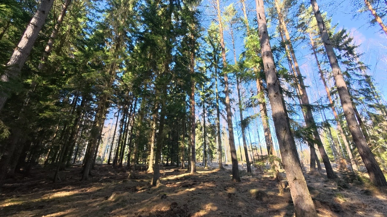 Forest Sounds For Sleeping And Relaxation
