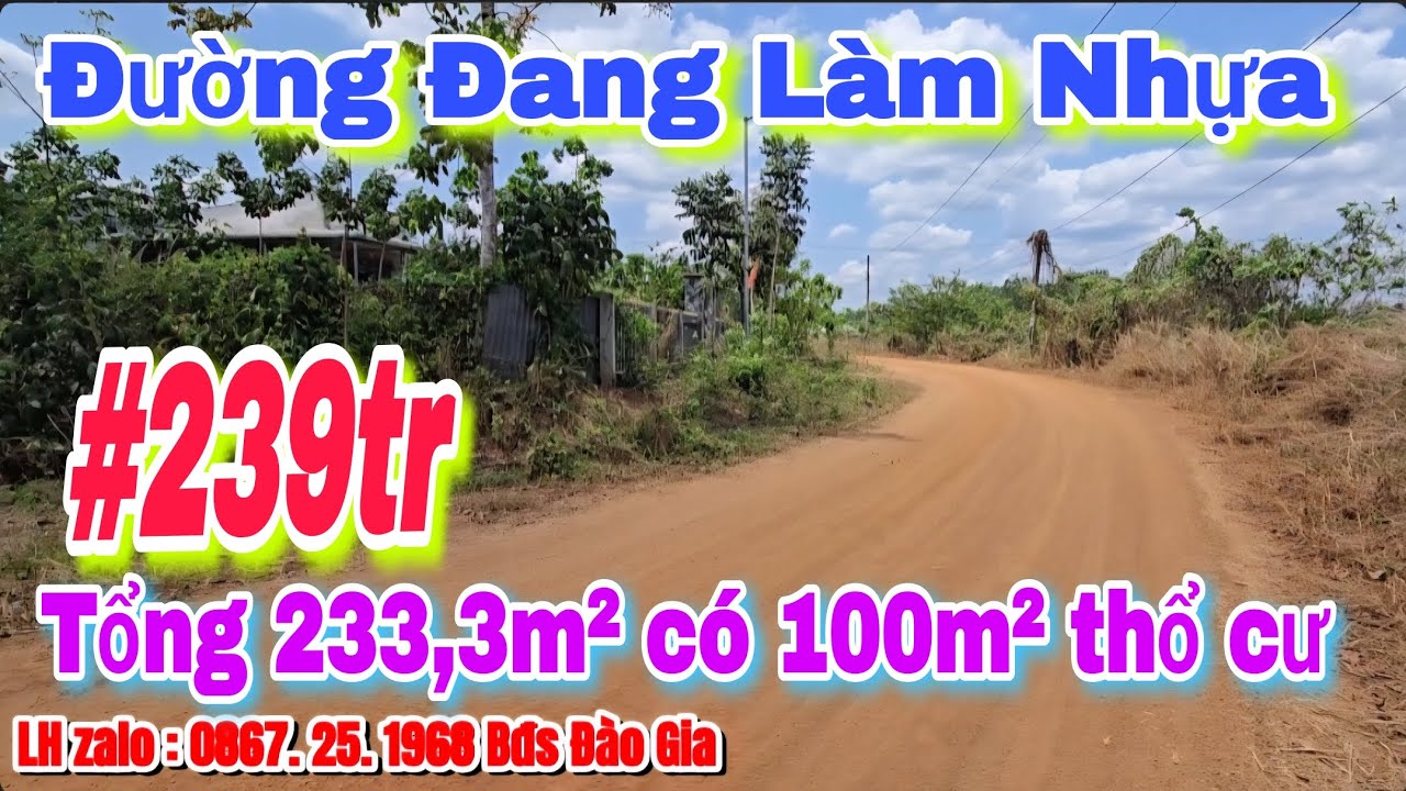 (31) 239tr | Đường Đang Làm Nhựa, 233,3m² Có 100m² thổ cư LH 0867251968 #bdsbinhphuoc