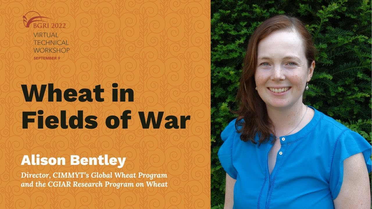 Alison Bentley -  Wheat in Fields of War - Conflict and vulnerability in global food systems