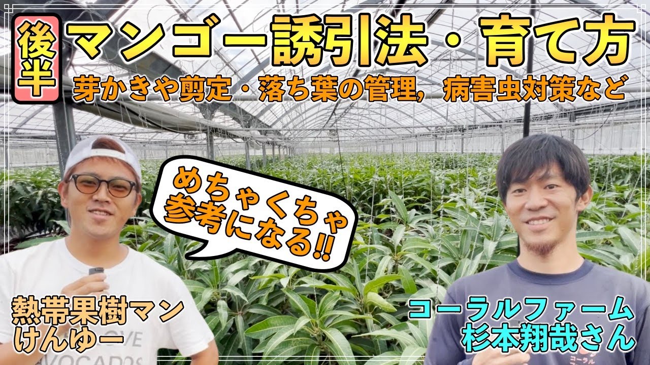 【後半】マンゴーの誘引方法・育て方！芽かきや剪定，落ち葉や病害虫の対策まで「コーラルファーム・杉本さん」