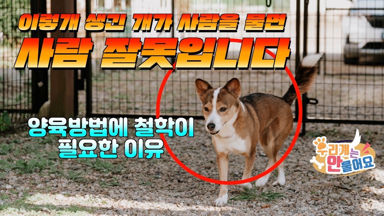 🐶 이렇게 생긴 개가 사람을 물면 🚨 사람 잘못입니다! 브리더의 관점과 훈련사의 관점이 다른 이유 #우리개는안물어요 #강아지교육 #강아지키우기