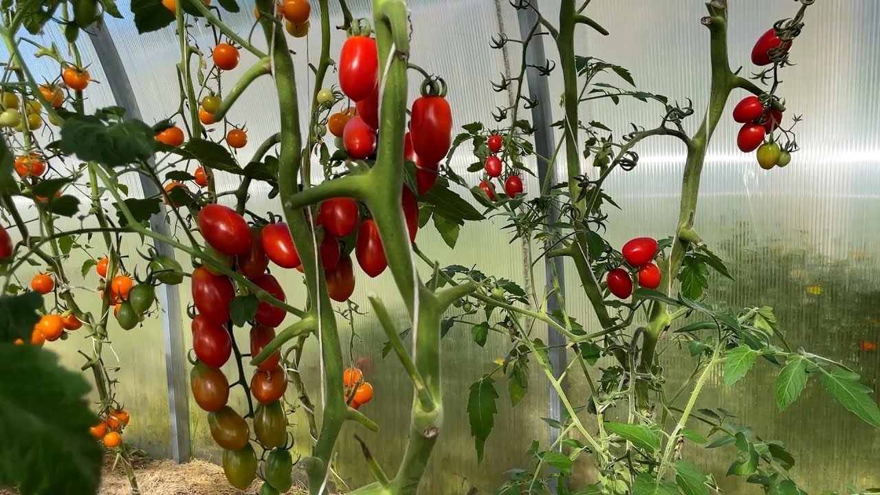 В 88 лет любит выращивать томаты