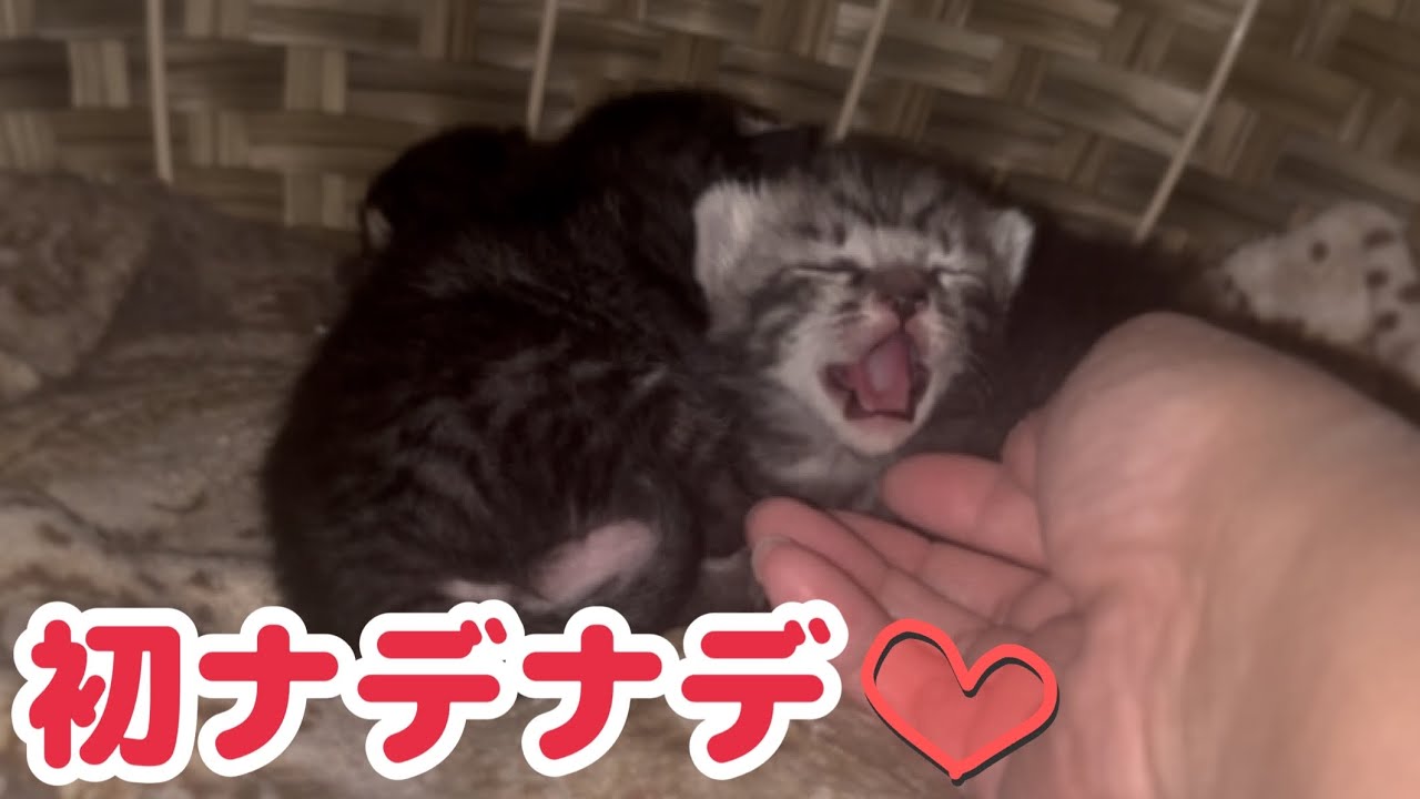 よちよち歩きができるようになった子猫が可愛すぎて触らずにはいられない