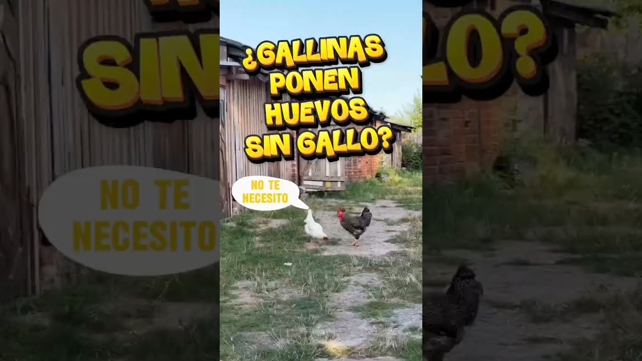 As&iacute; es como las gallinas 🐔 ponen huevos sin un gallo 🐓 👀