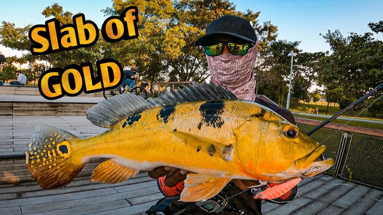 BIG PEACOCK BASS CAUGHT FROM JURONG LAKE LEGAL GROUNDS