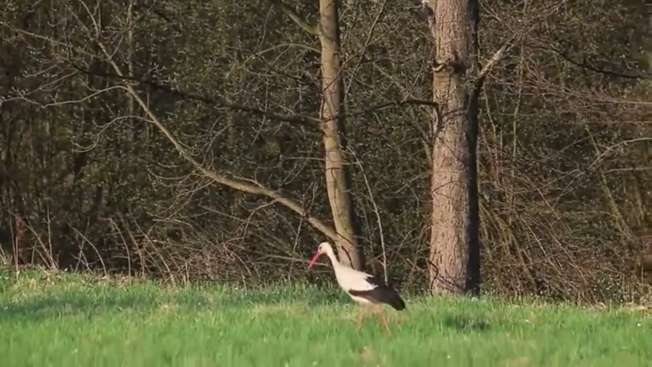 2013-04-25 Č&aacute;p na louce u ok&aacute;lů | Bene&scaron;ov nad Černou