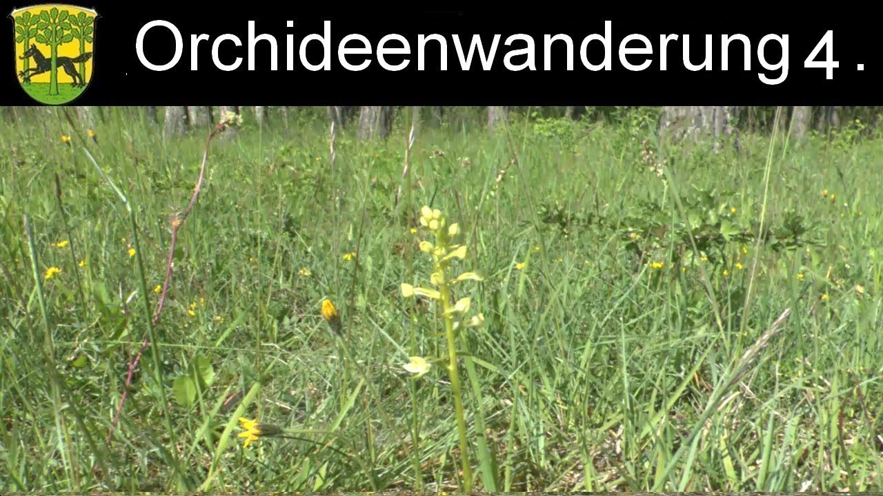 Orchideenwanderung Teil 4. Die Hute vor dem Bärenberg