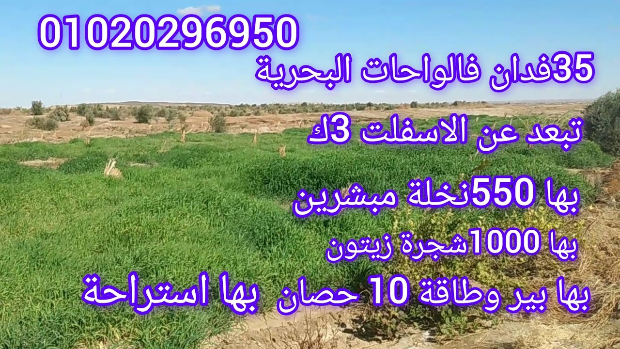 35فدان فالواحات البحرية قريبة من الخدمات  بسعر مناسب جدا بها 550نخلة تبعد عن الاسفلت 3ك 01020296950