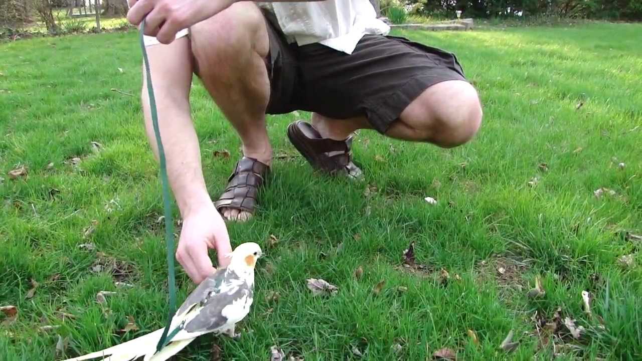 Cockatiel in leather harness from leathers4feathers 1 of  2