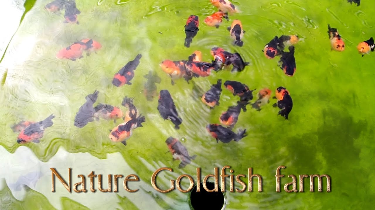 world's youngest breeder ( Nature Goldfish Farm ) 최연소 브리더 농장 귀여운조수 나나골드피쉬 프림농장에서의 하루 #goldfishfarm