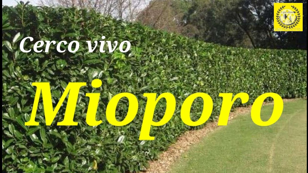 Cuidados del Mioporo o Siempre verde |  Plantas para cerco vivo