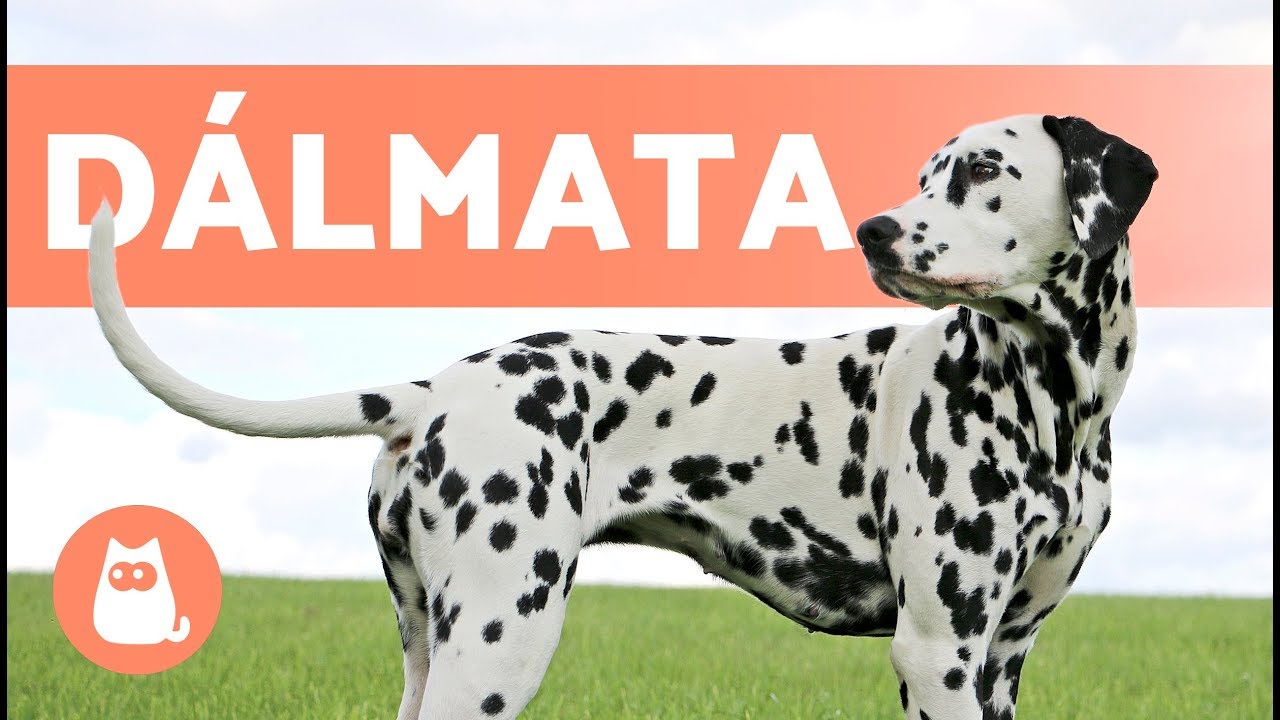 El perro D&Aacute;LMATA - Caracter&iacute;sticas y curiosidades