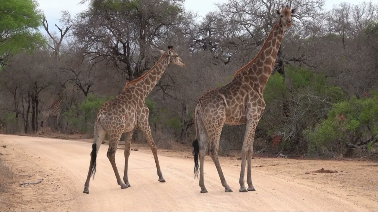 Zuid-Afrika oktober 2024 deel 1 van 3