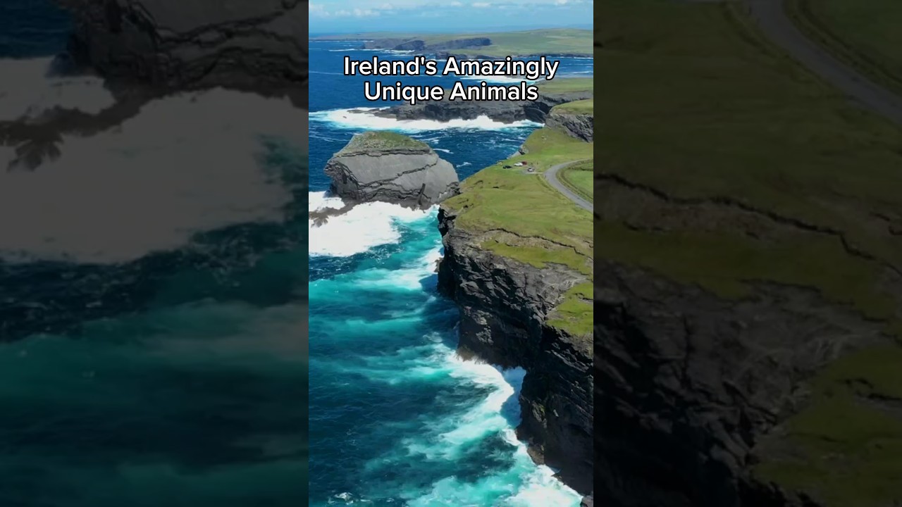 Ireland's 🇮🇪 Amazingly Unique Animals #shorts #ireland #animals