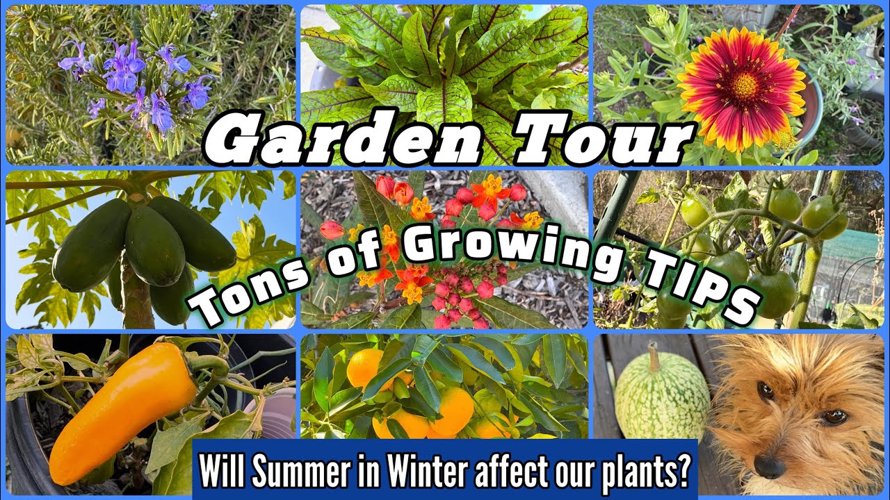 Garden Tour Growing TIPS on Vegetables Tomatoes Pest Control, Making FREE Soil & Container Gardening