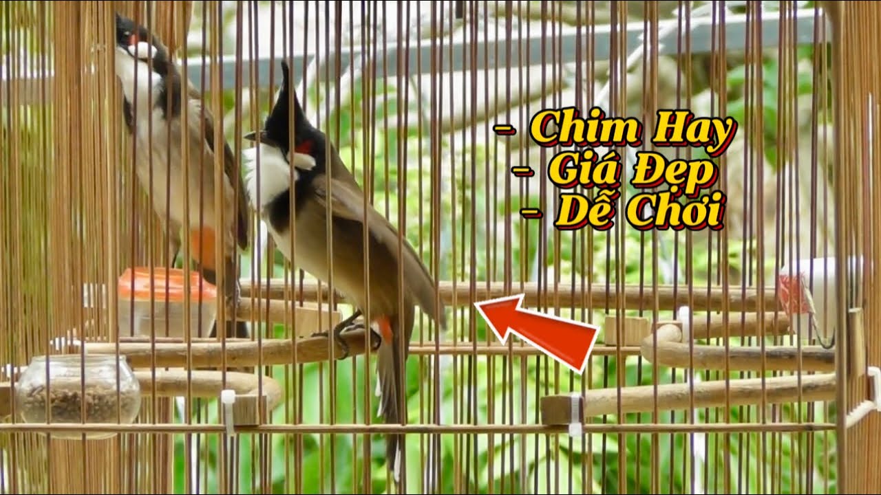 5.5 - Chim Hay, Giá Đẹp, Dễ Chơi / 9 Chào Mào Chất Lượng Cho AE Đào Tạo Rèn Rũa