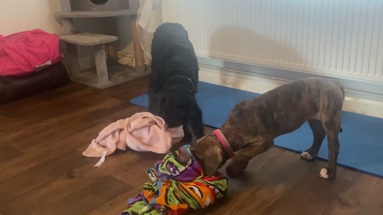 Snuffle Mats for my dogs 