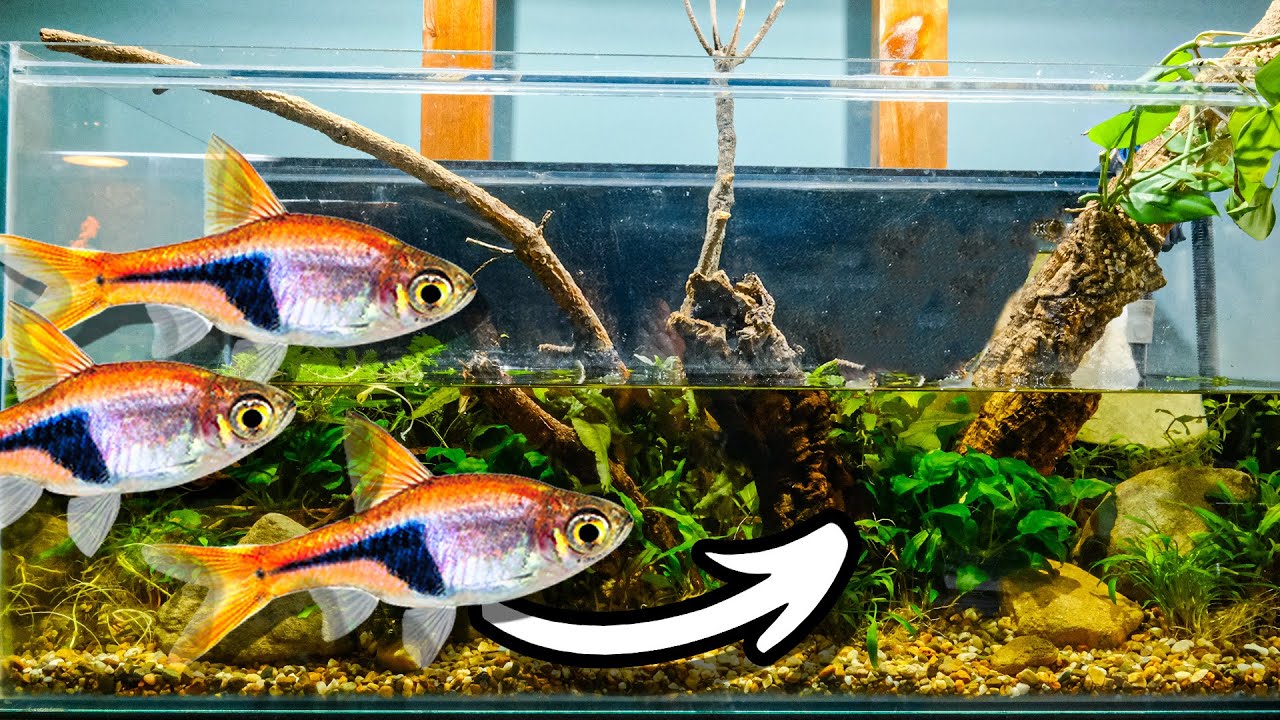 I Created a Sunken Forest Aquascape for my Rasbora