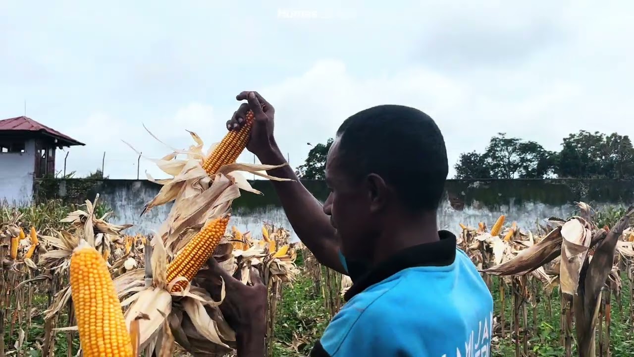 Panen Raya Jagung Hibrida SAE La'Bua.@kemenimipas .@Ditjenpemasyarakatan.@KanwilDitjenpasNTT 