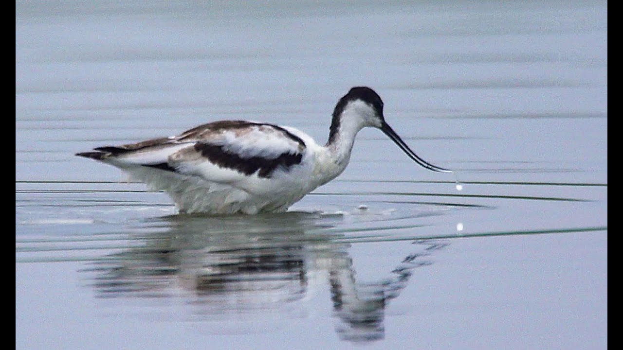 Шилоклювка (Recurvirostra avosetta) - Pied Avocet | Film Studio Aves