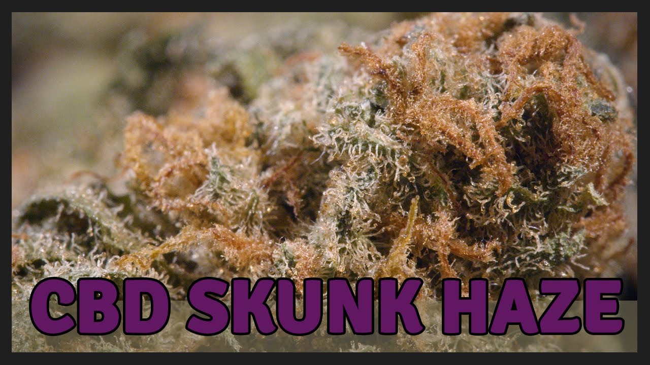CBD SKUNK HAZE - Hybrid - THC 8.4% / CBD 7%