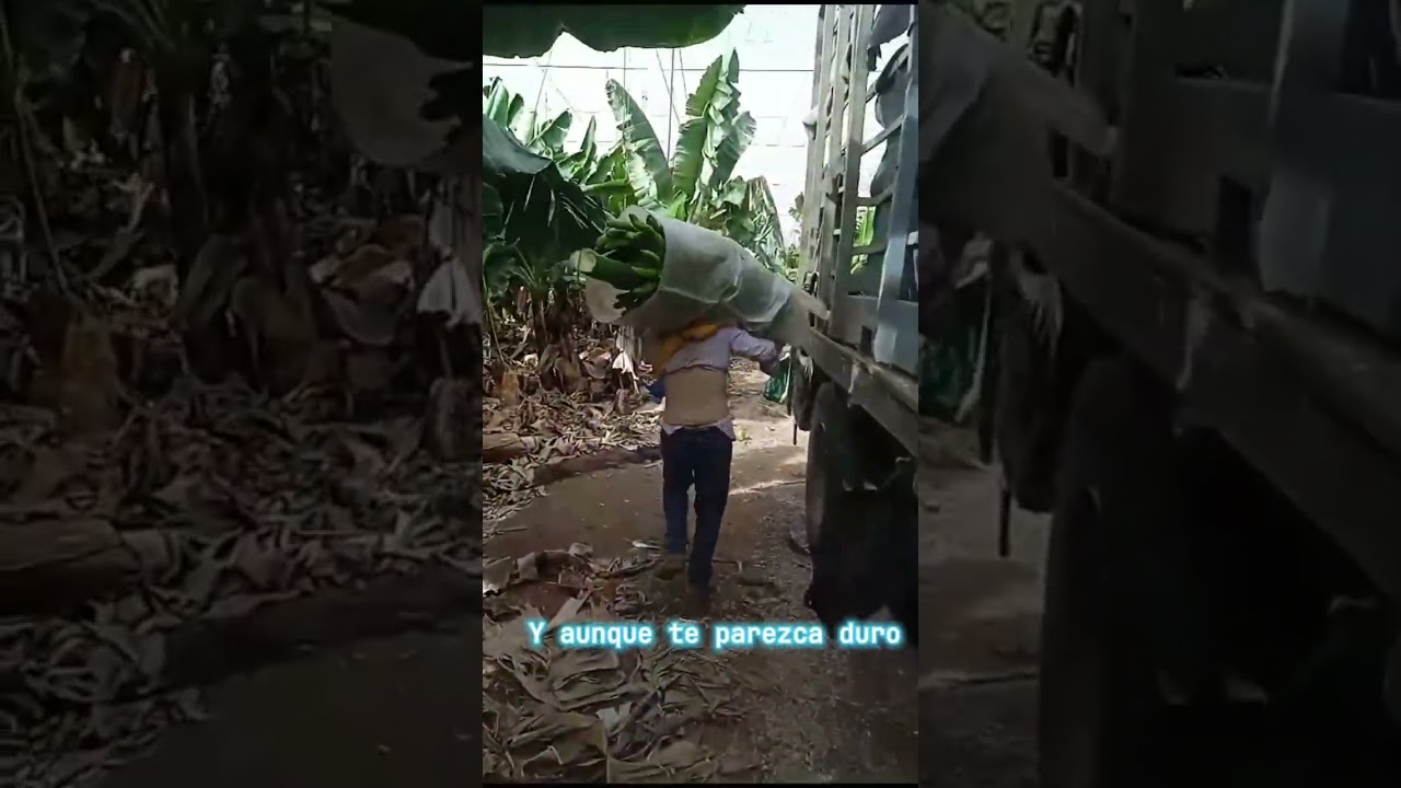 Como cargar las piñas de plátano para no dañarlas.