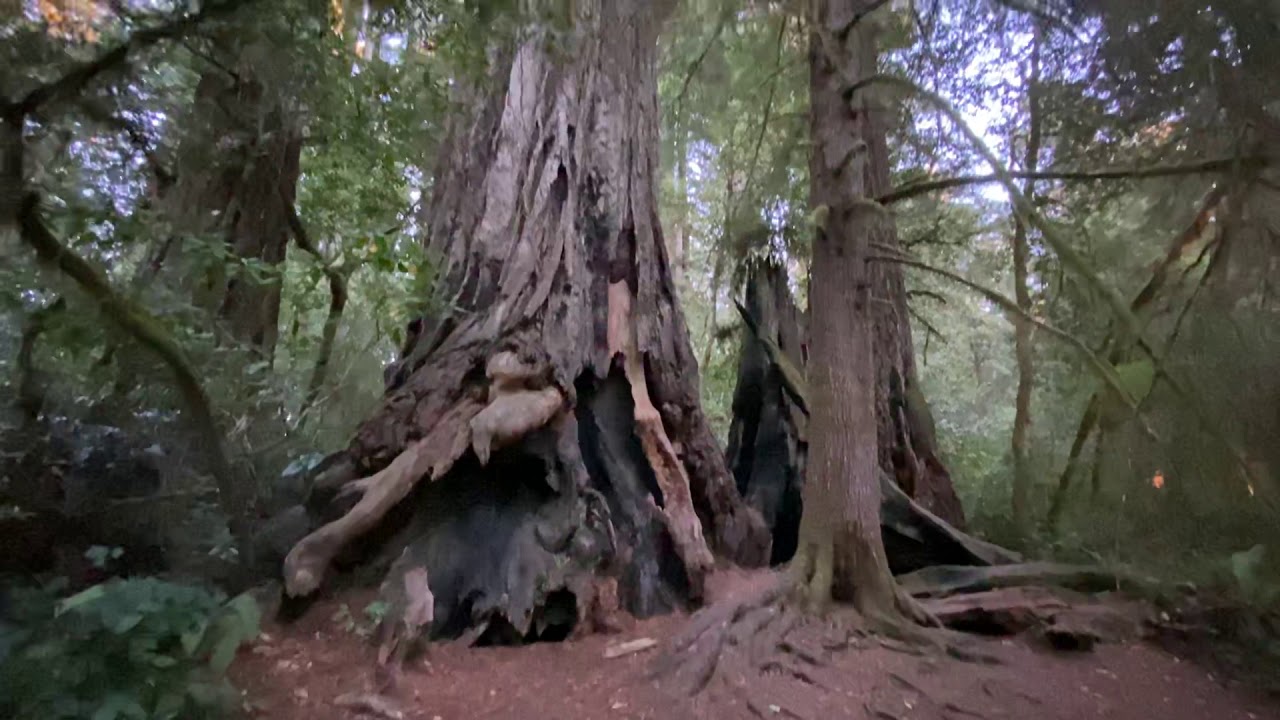 Lady Bird Johnson Grove - Redwood National Park