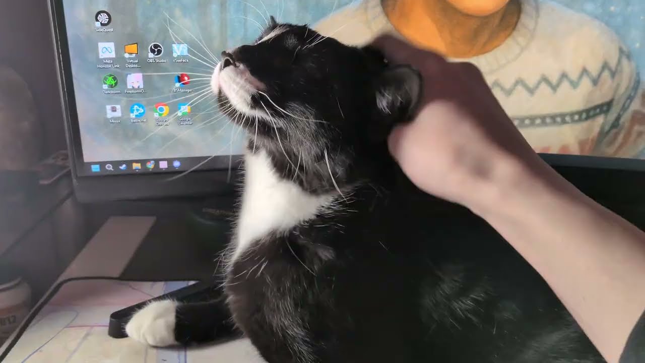 ᓚᘏᗢ Kitty on Computer Desk Wants Pets and Scritches | Cute Tuxedo Cat Short