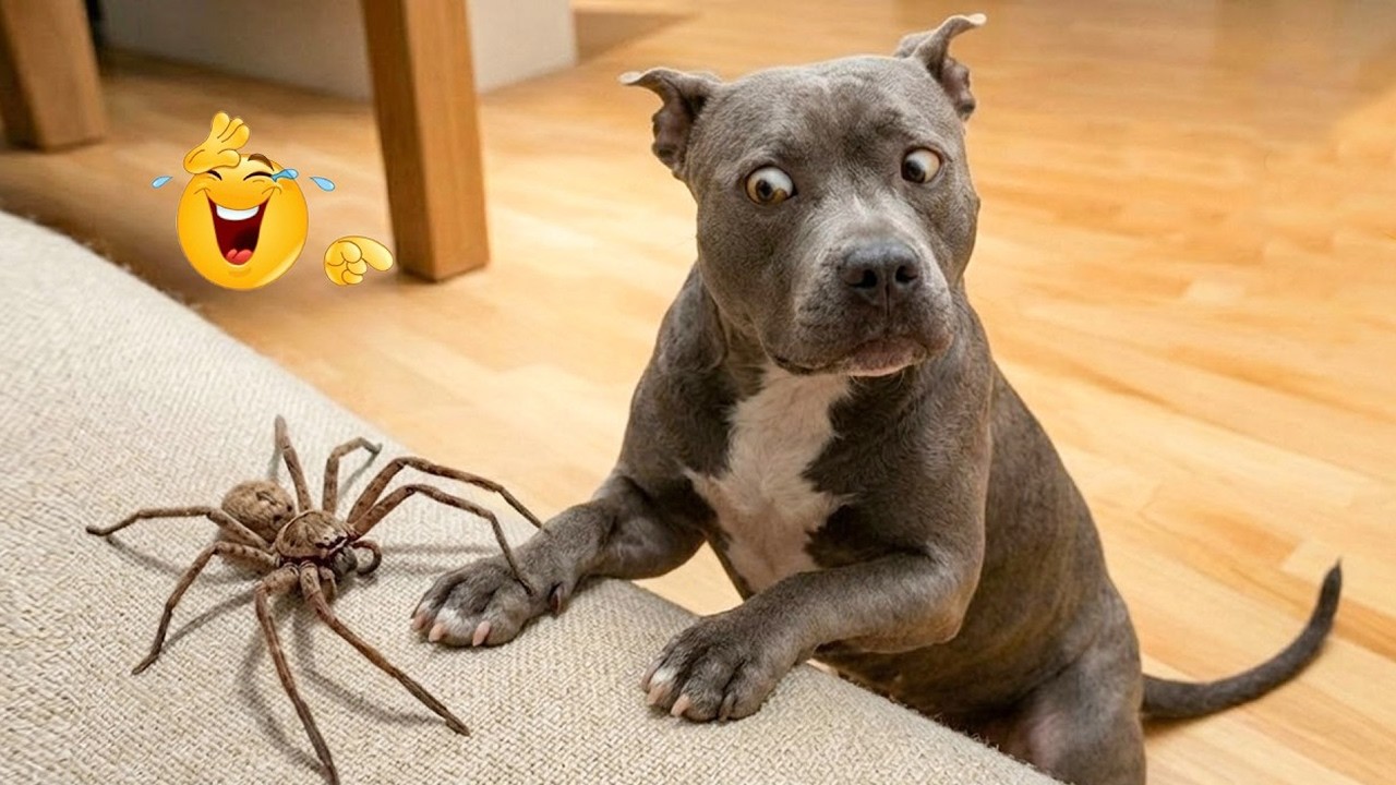 I Can&rsquo;t Stop Laughing at These Hilarious Dogs 😂 Funny Dog Moments 2026