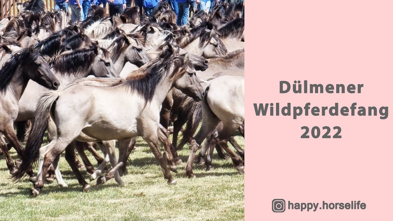 Dülmener Wildpferdefang 2022 | ein Pferdetag mit Cindy | die perfekten Plätze im Stadion