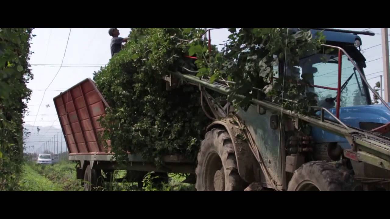 Hops Production in Slovenia 2014