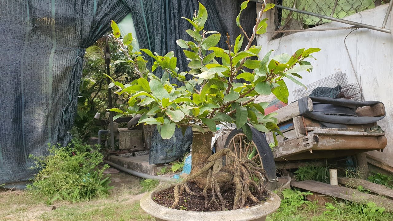 07/03/26.SÀI GÒN. ÔNG THẦY. BÌNH LỢI. BẠCH MAI TÂN TÂN. CÚC TAM SẮC. GIẢO LÁ RÍ.NHƯ Ý.NHỊ NGỌC TOÀN 