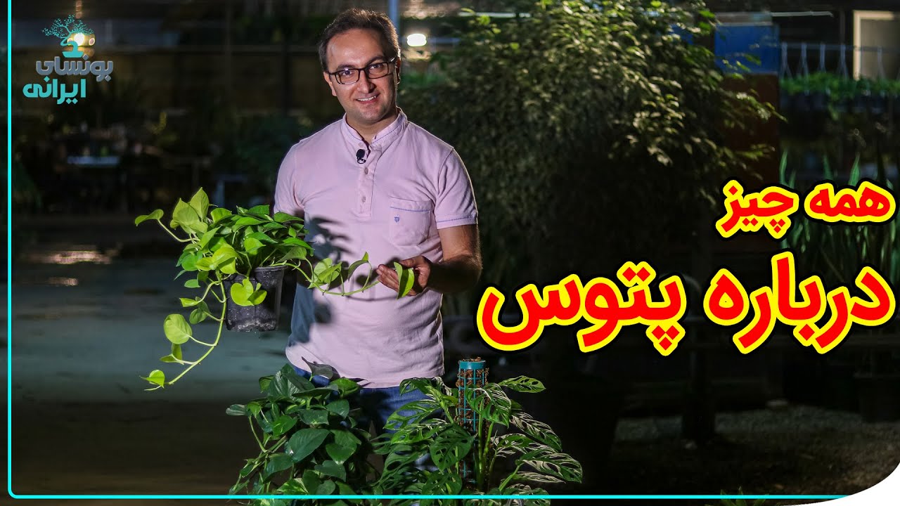 جدیدترین ویدیو درباره انواع پتوس ها و نگهداریشون | چندین نوع پتوس داریم!