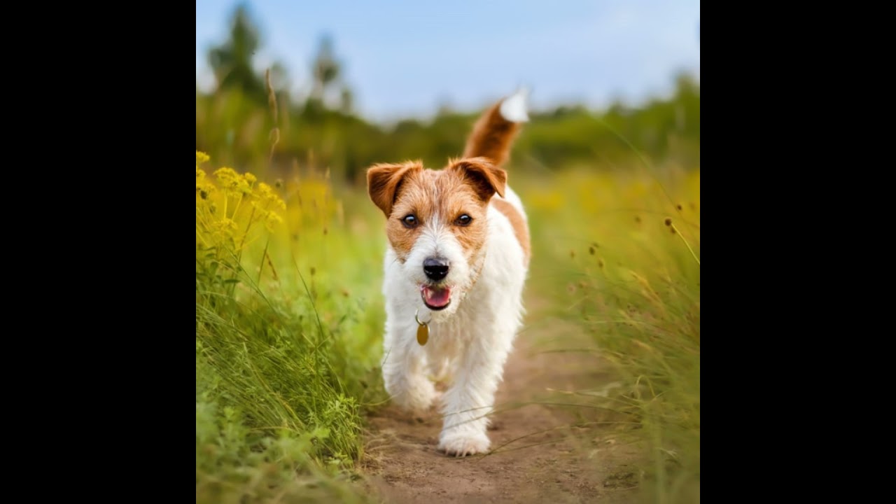 Il Jack Russell Terrier